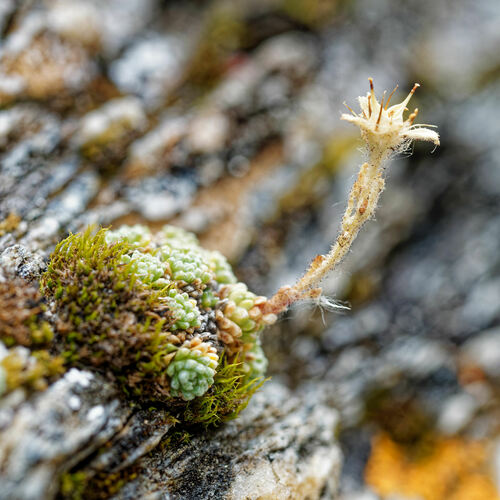 Saxifraga diapensioides (Saxifraga diapensioides)