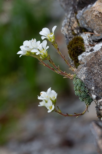 Saxifraga diapensioides (Saxifraga diapensioides)