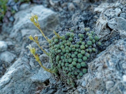 Saxifraga diapensioides (Saxifraga diapensioides)