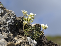 Saxifraga diapensioides (Saxifraga diapensioides)