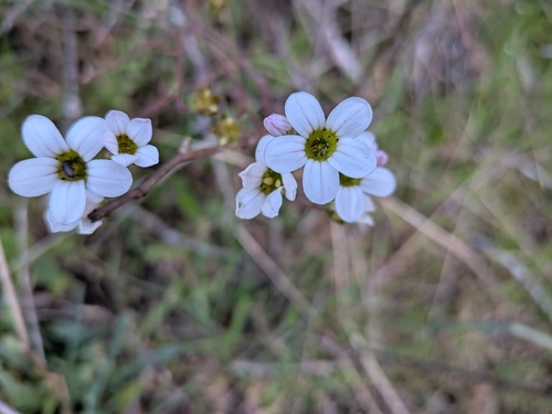 Saxifraga dichotoma (Saxifraga dichotoma)