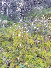 Saxifraga dichotoma (Saxifraga dichotoma)