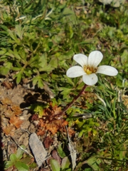 Saxifraga dichotoma (Saxifraga dichotoma)