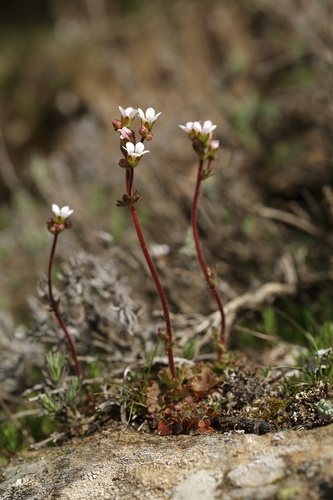 Saxifraga dichotoma (Saxifraga dichotoma)