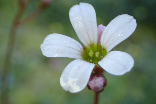 Saxifraga dichotoma (Saxifraga dichotoma)