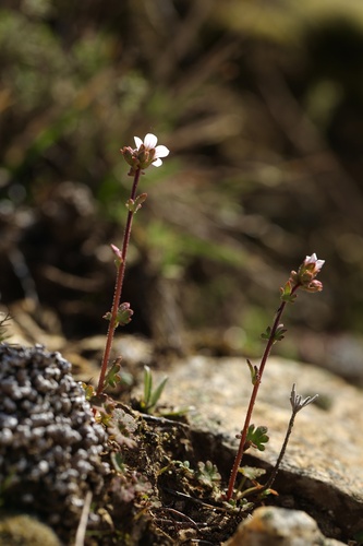 Saxifraga dichotoma (Saxifraga dichotoma)