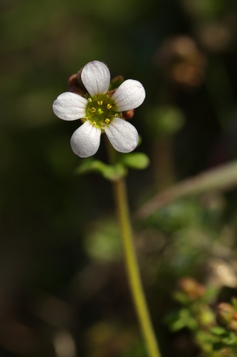Saxifraga dichotoma (Saxifraga dichotoma)