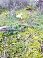 Saxifraga dichotoma (Saxifraga dichotoma)