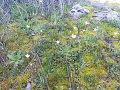 Saxifraga dichotoma (Saxifraga dichotoma)
