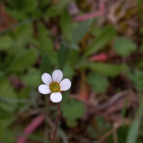 Saxifraga dichotoma (Saxifraga dichotoma)