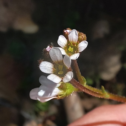 Saxifraga dichotoma (Saxifraga dichotoma)