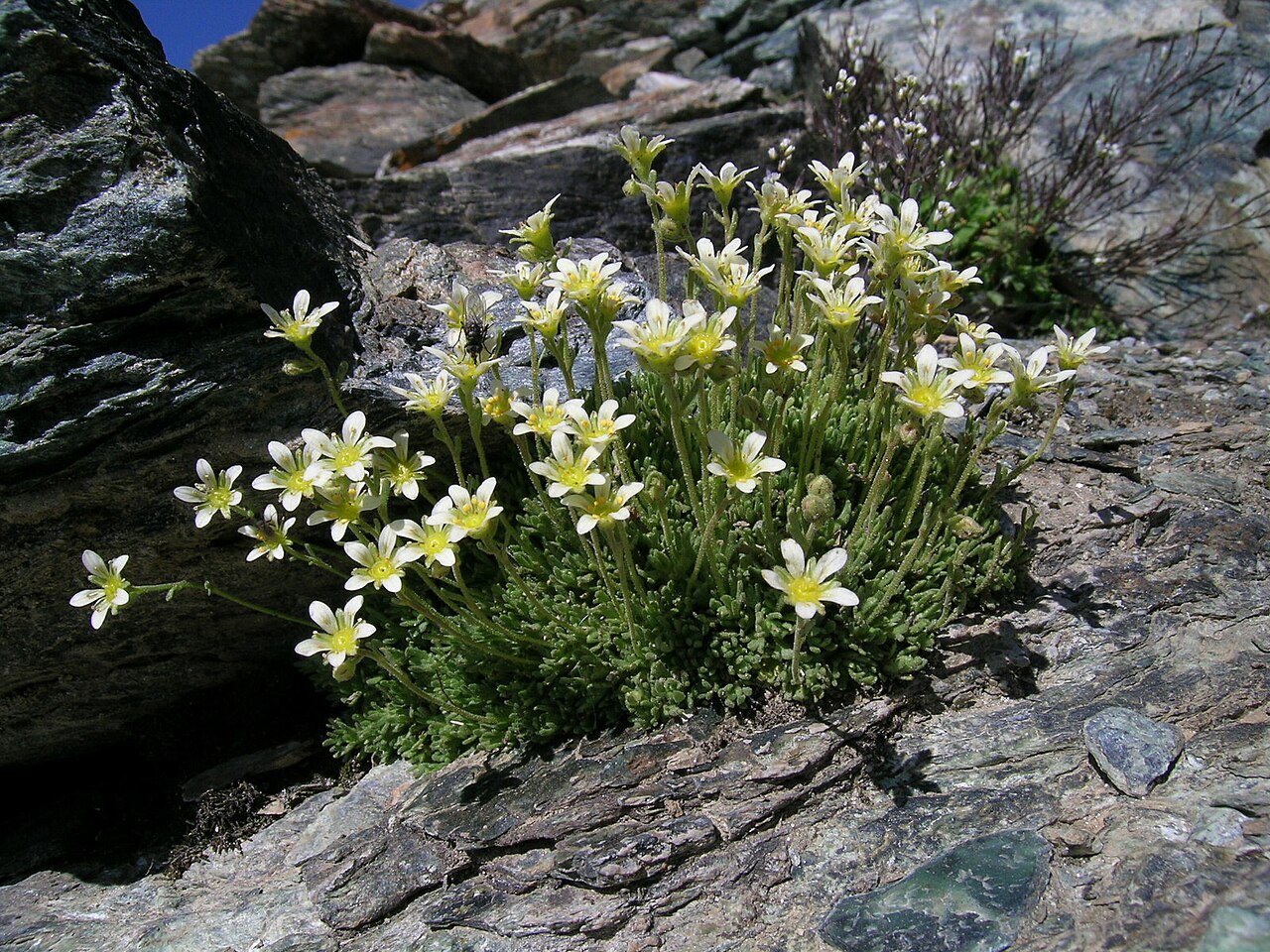 Saxifraga exarata: Saxifraga exarata Zermatt, beneath Gornergrat (Kanton Wallis, Switzerland), 2800 m Author: Roland Teuscher – own photograph Date: 2.08.06
