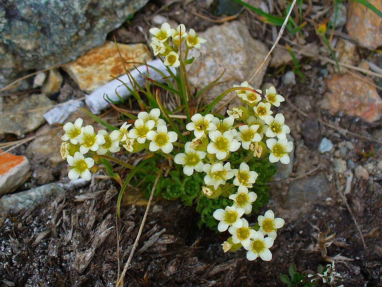 Saxifraga exarata: Saxifraga exarata , Saxifragaceae, Musky saxifrage; Diavolezza, Engadin , Switzerland, altidude ca. 3.000 m.
