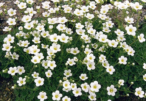 Saxifraga exarata: Saxifraga exarata