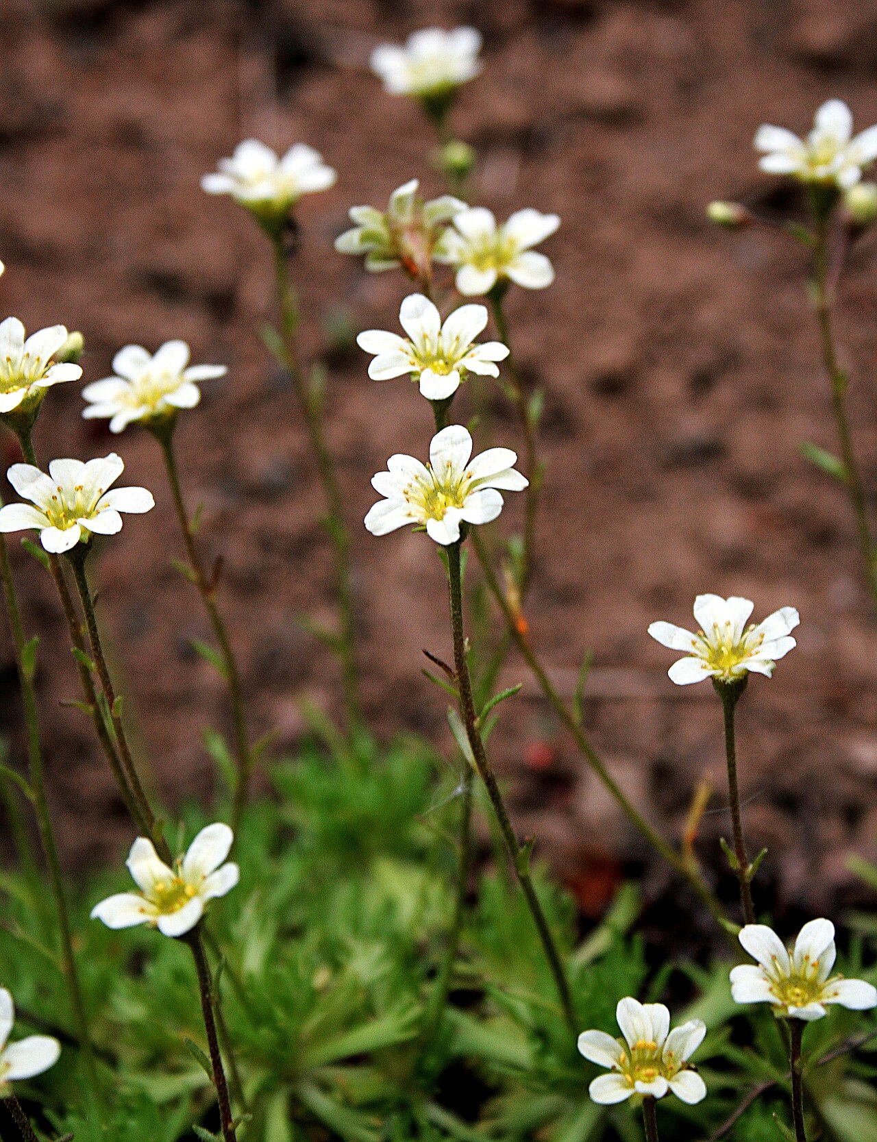 Saxifraga exarata: Ísland , Akureyri Botanical Gardens: Furchen-Steinbrech_