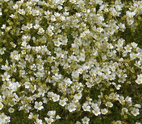 Saxifraga exarata: Saxifraga exarata Vill. - Giardino Botanico Alpino Viote - foto scattata il 19 giugno 2016
