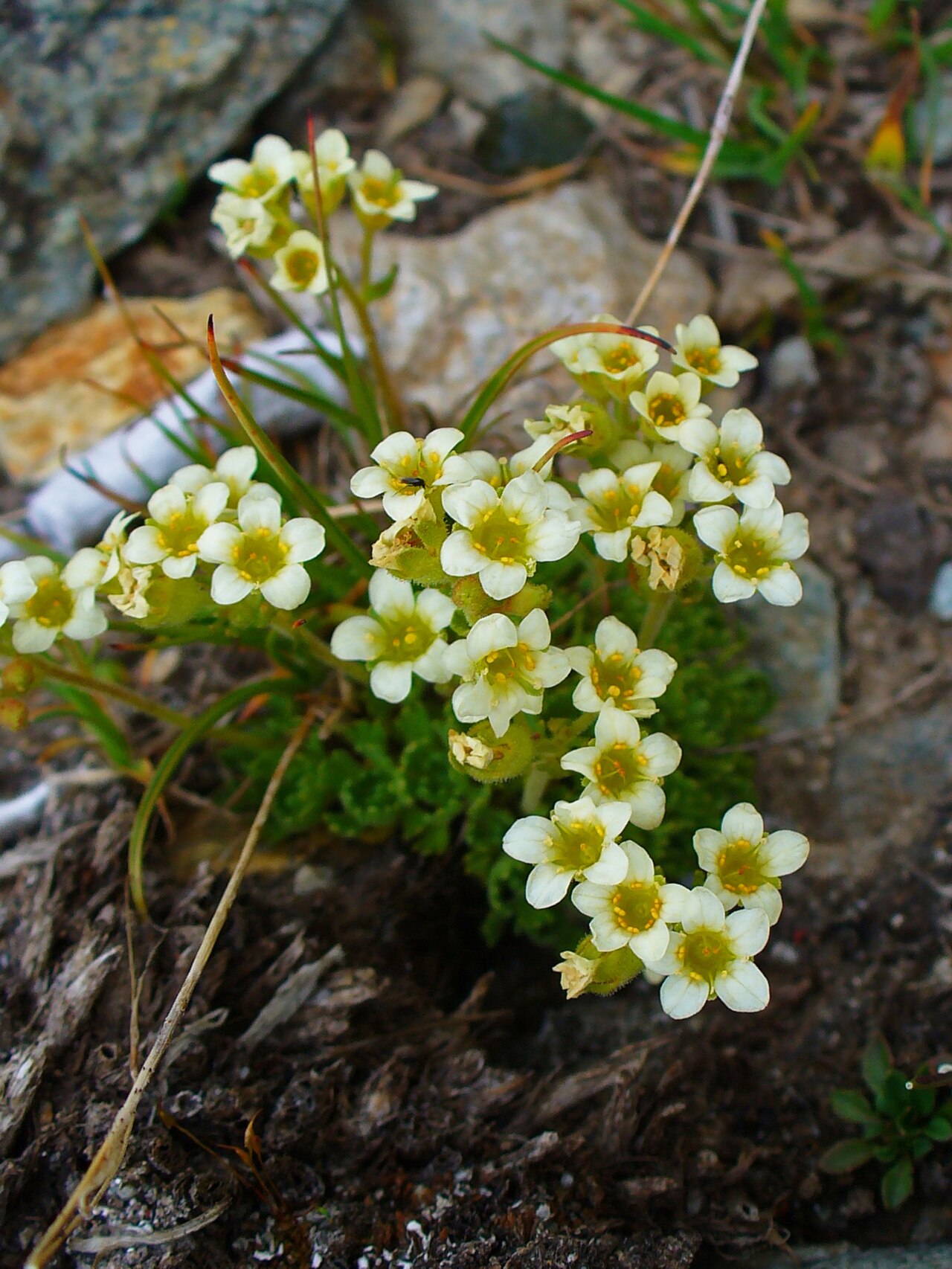 Saxifraga exarata: Saxifraga exarata , Saxifragaceae, Musky saxifrage; Diavolezza, Engadin , Switzerland, altidude ca. 3.000 m.