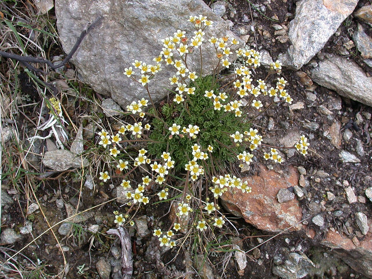 Saxifraga exarata: Saxifraga exarata s.l. (Saxifragaceae); between Kreuzboden and Saas Almagell, Canton of Valais, Switzerland