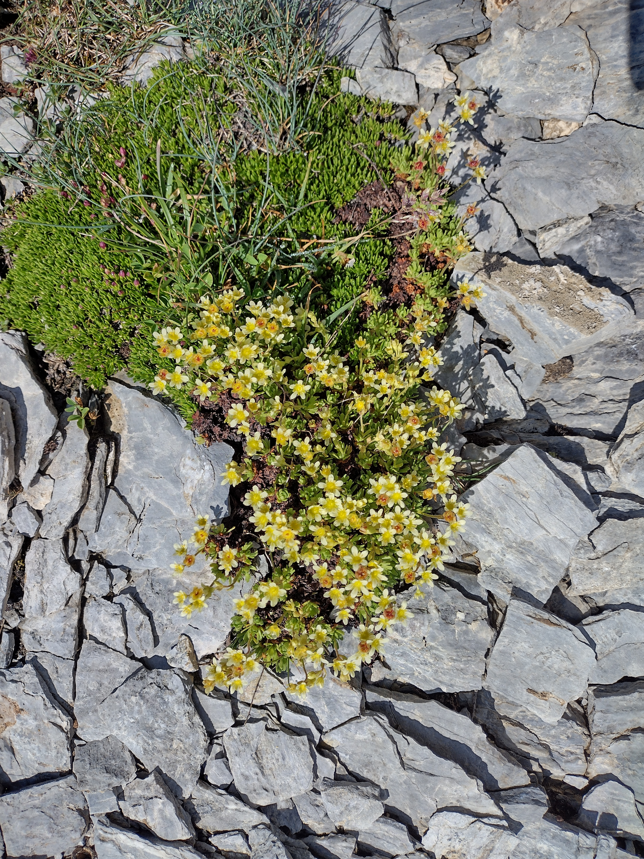Saxifraga exarata: Saxifraga exarata on Punta Straldi / Pointe Straldi