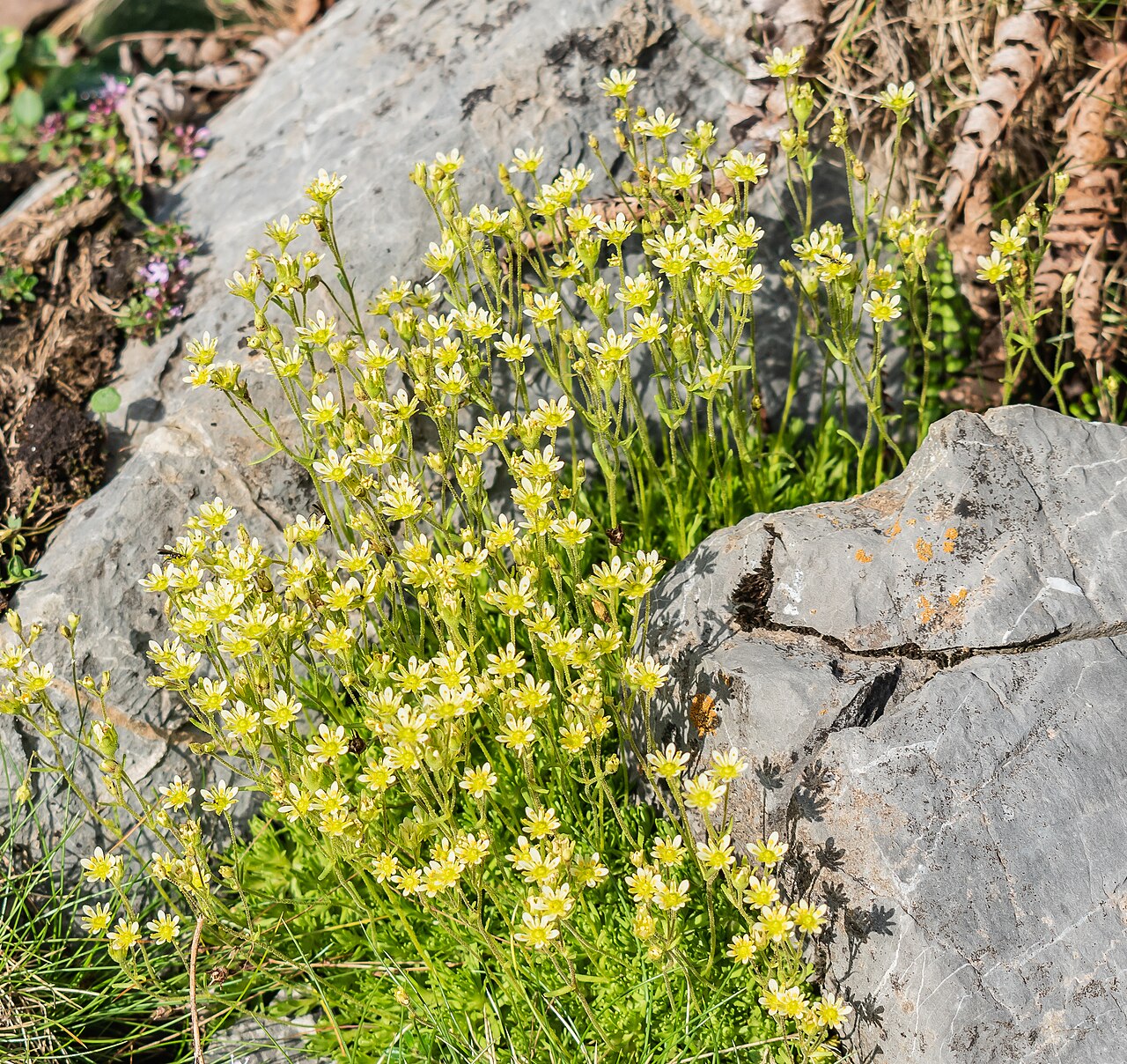Saxifraga exarata: Saxifraga exarata in Pyrenees NP