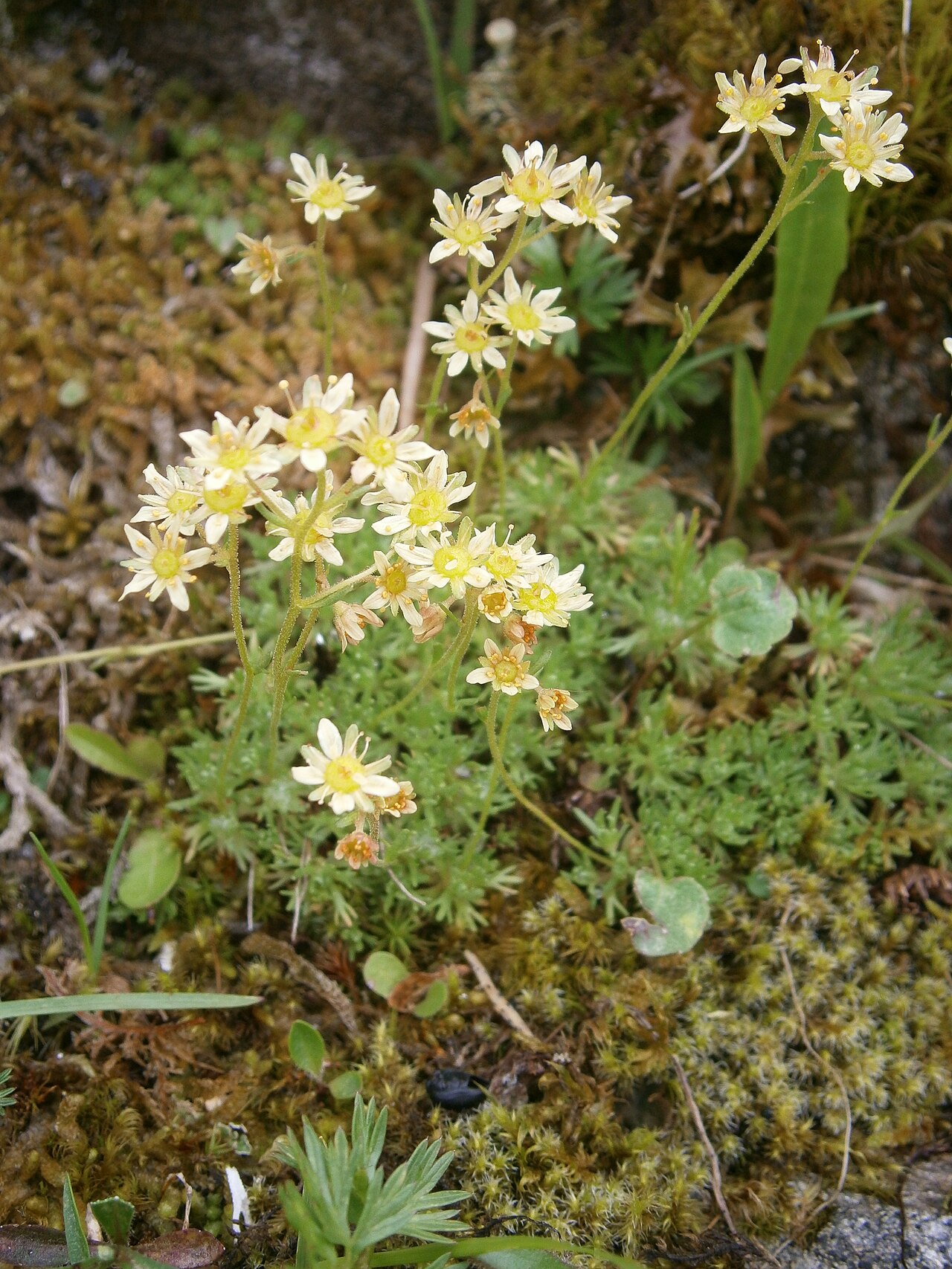 Saxifraga exarata: Saxifraga exarata