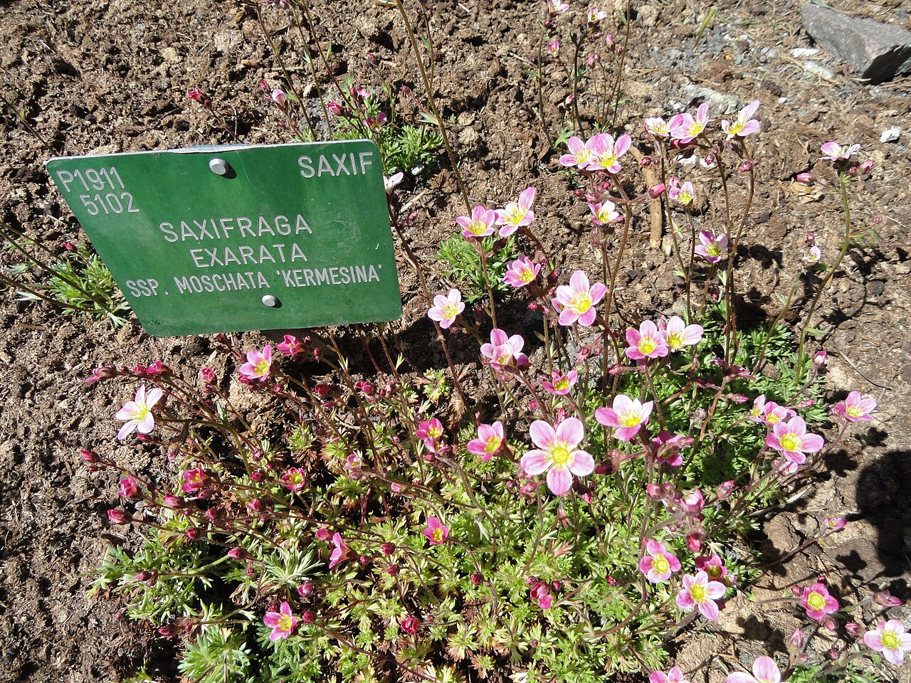 Saxifraga exarata: Botanical specimen in the University of Copenhagen Botanical Garden, Copenhagen, Denmark.