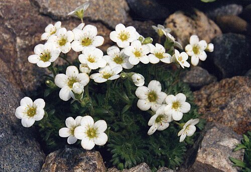 Saxifraga exarata: Saxifraga exarata