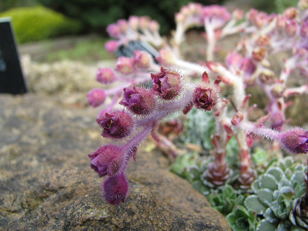 Saxifraga federici-augusti: From the Balkans