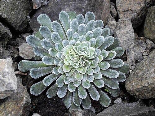 Saxifraga federici-augusti: Saxifraga federici-augusti