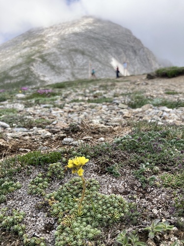 Saxifraga ferdinandi-coburgi (Saxifraga ferdinandi-coburgi)
