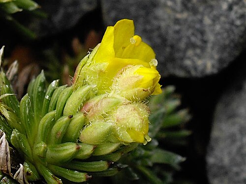 Saxifraga ferdinandi-coburgi: Saxifraga ferdinandi-coburgi