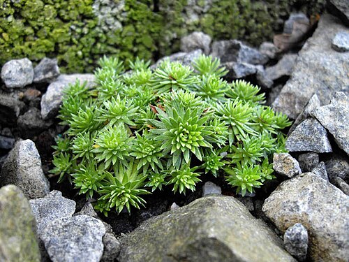 Saxifraga ferdinandi-coburgi: Saxifraga ferdinandi-coburgi var. rhodopea