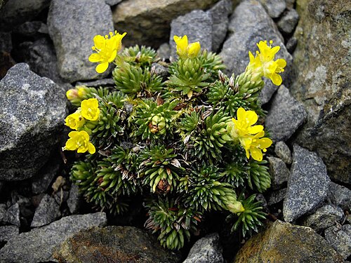 Saxifraga ferdinandi-coburgi: Saxifraga ferdinandi-coburgi