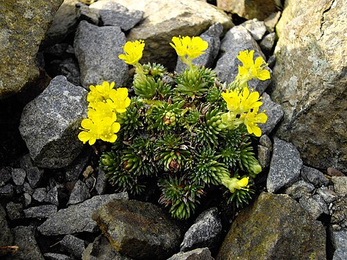 Saxifraga ferdinandi-coburgi: Saxifraga ferdinandi-coburgi