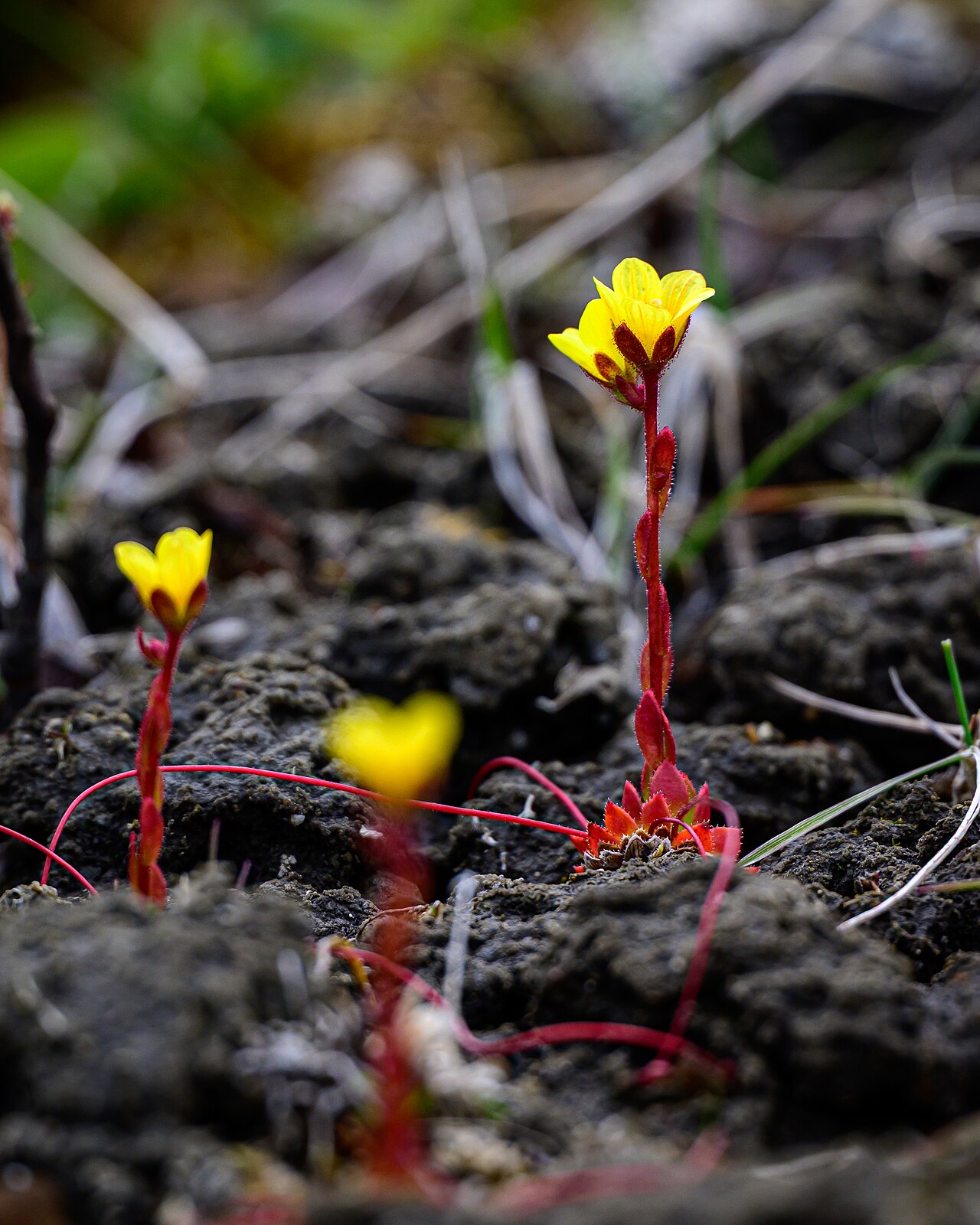 Whiplash saxifrage: Flowering spider saxifrage (Saxifraga flagellaris) in Aulavik National Park