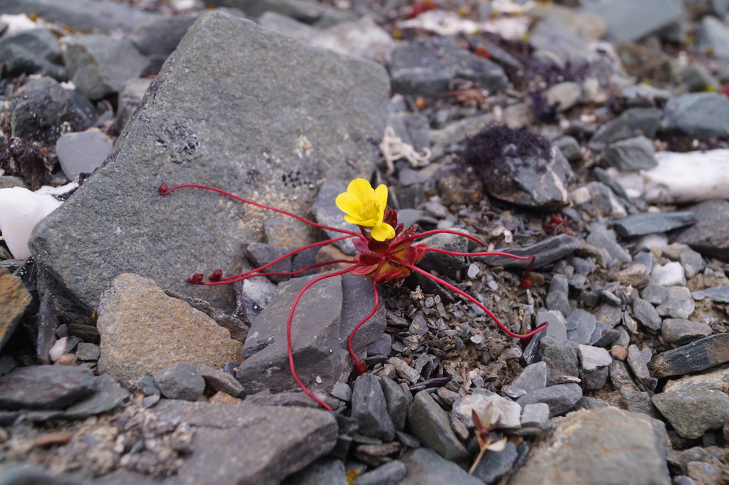 Whiplash saxifrage (Saxifraga flagellaris)