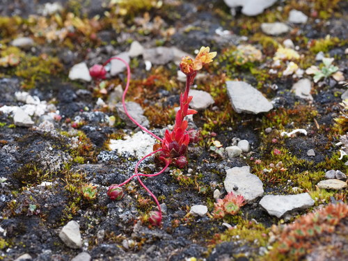 Whiplash saxifrage (Saxifraga flagellaris)