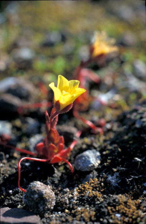 Whiplash saxifrage (Saxifraga flagellaris)