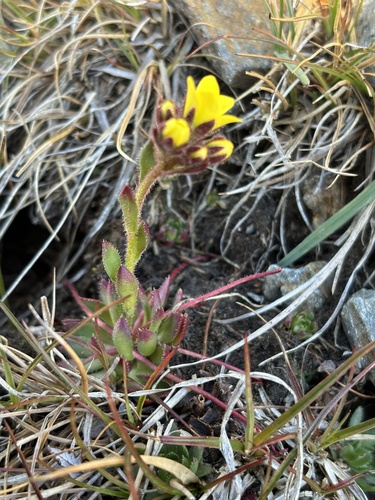 Whiplash saxifrage (Saxifraga flagellaris)