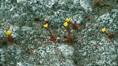 Whiplash saxifrage (Saxifraga flagellaris)