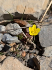 Whiplash saxifrage (Saxifraga flagellaris)