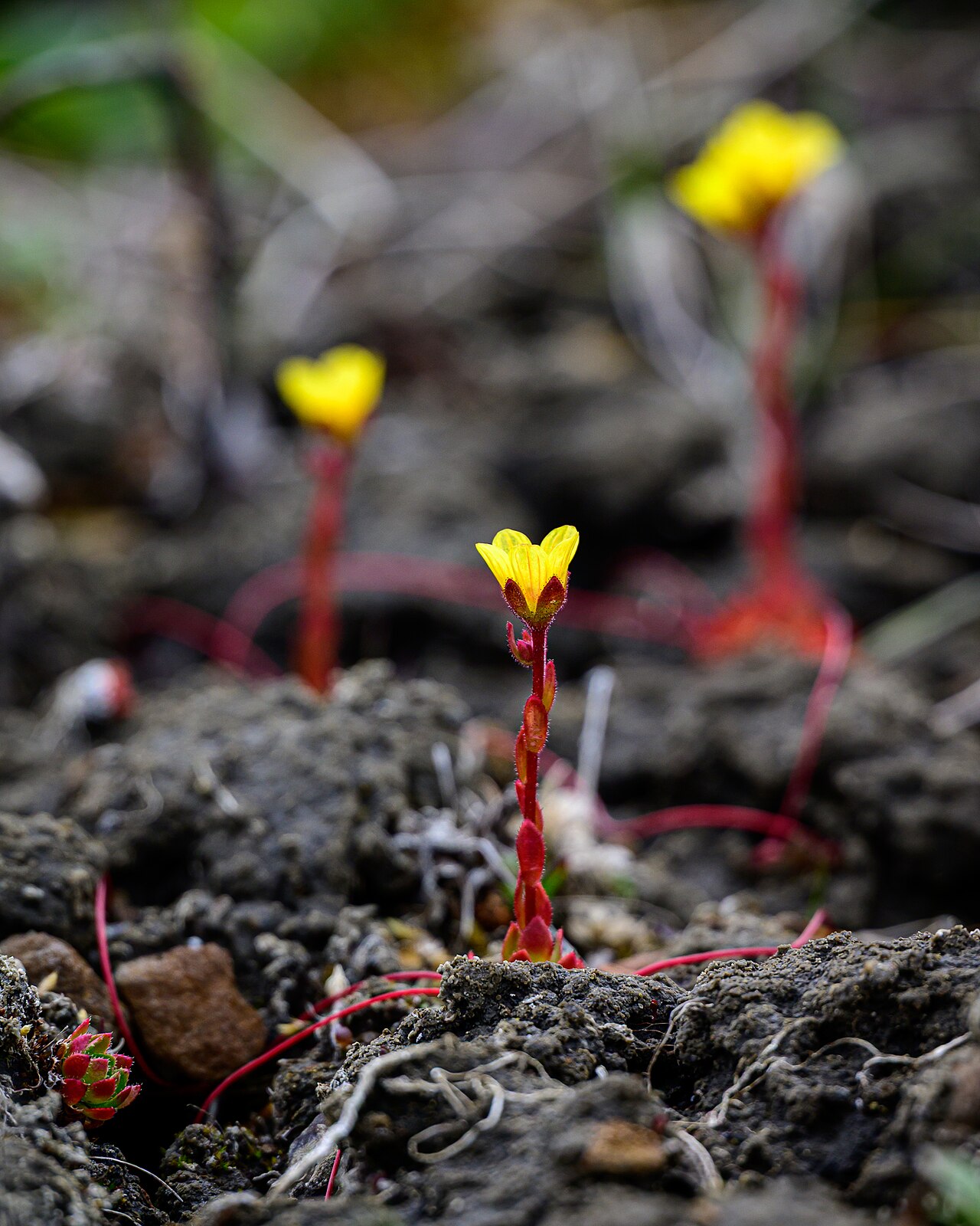 Whiplash saxifrage: Flowering spider saxifrage (Saxifraga flagellaris) in Aulavik National Park