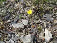 Whiplash saxifrage (Saxifraga flagellaris)