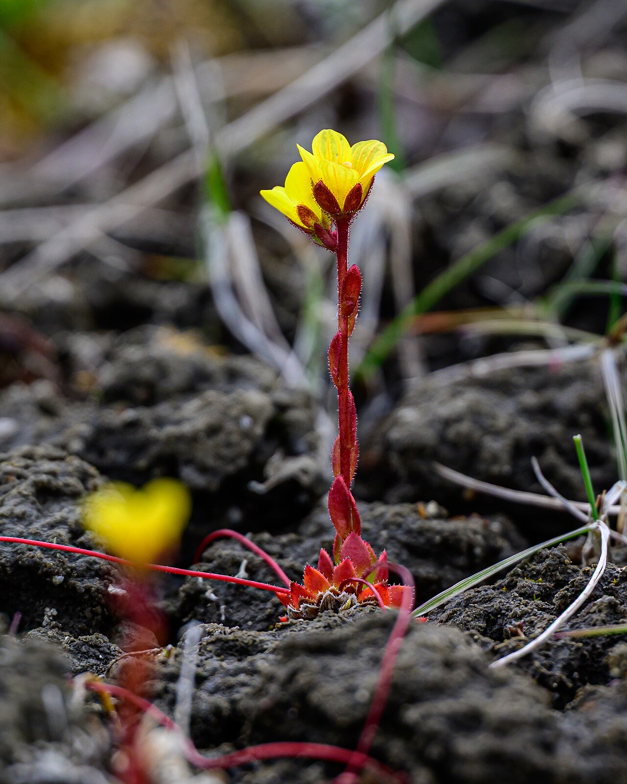 Whiplash saxifrage: Flowering spider saxifrage (Saxifraga flagellaris) in Aulavik National Park