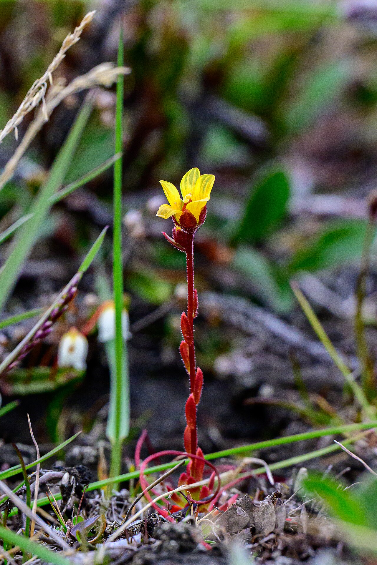 Whiplash saxifrage: Flowering spider saxifrage (Saxifraga flagellaris) in Aulavik National Park