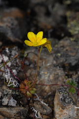Whiplash saxifrage (Saxifraga flagellaris)