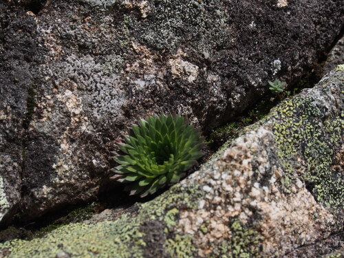 Saxifraga florulenta (Saxifraga florulenta)