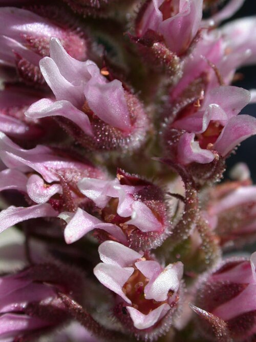 Saxifraga florulenta: Saxifraga florulenta