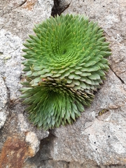 Saxifraga florulenta (Saxifraga florulenta)