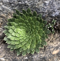 Saxifraga florulenta (Saxifraga florulenta)